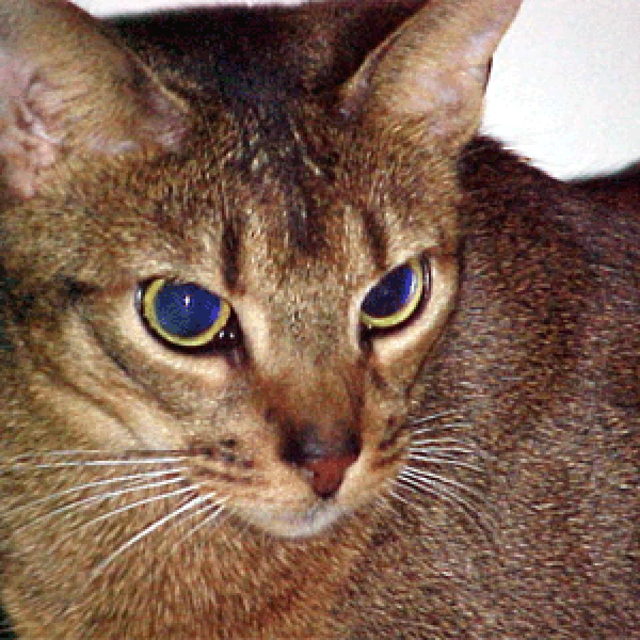 Abyssinian
