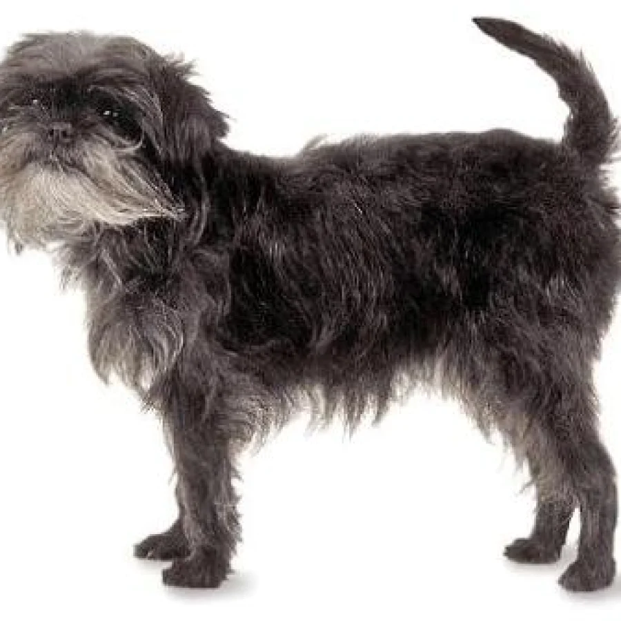 Affenpinscher