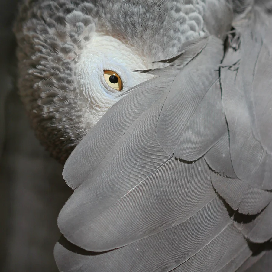 African Grey
