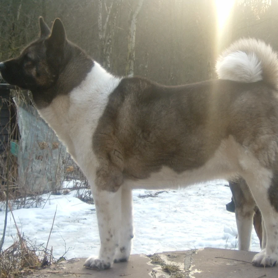 American Akita
