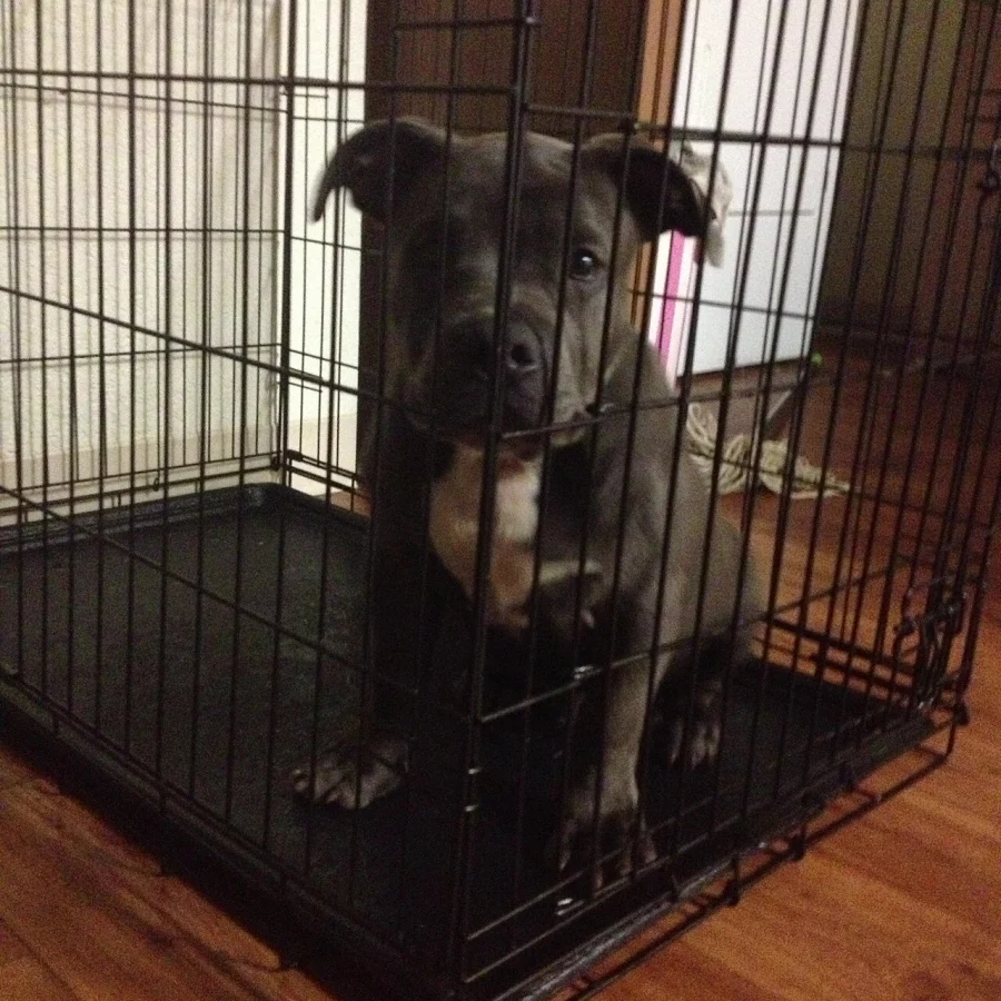 American Bully