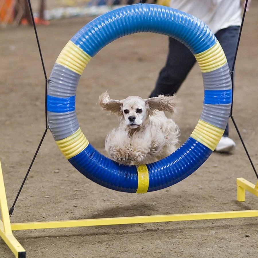 American Cocker Spaniel