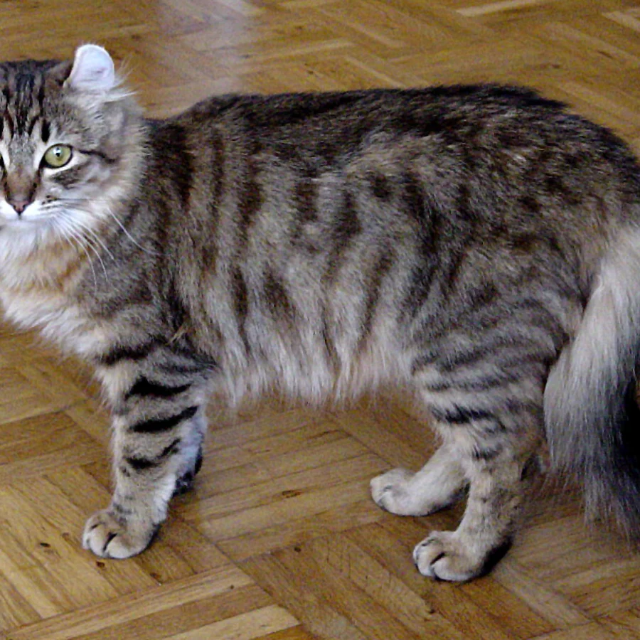 American Curl