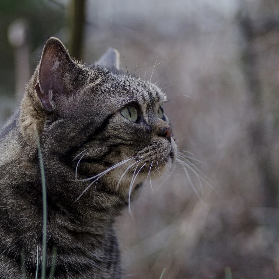 American Shorthair