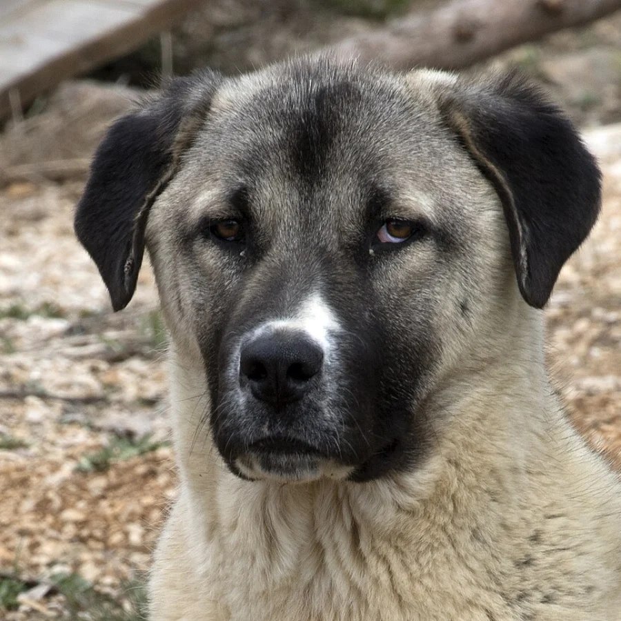 Anadolu Çoban Köpeği