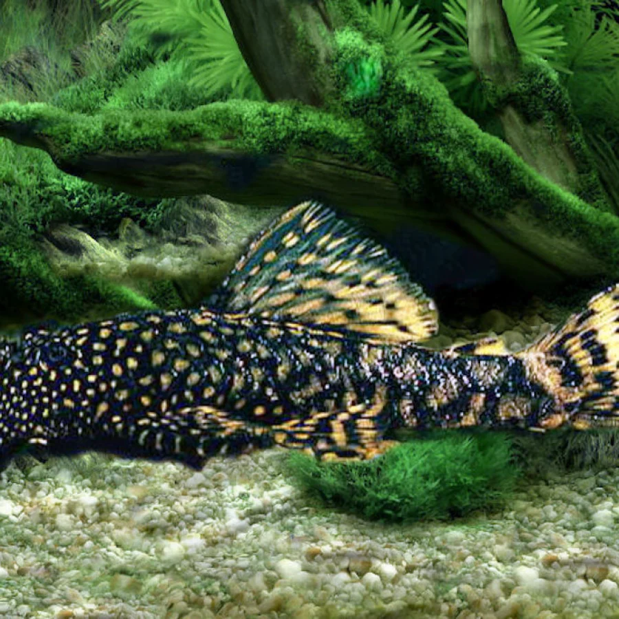 Ancistrus