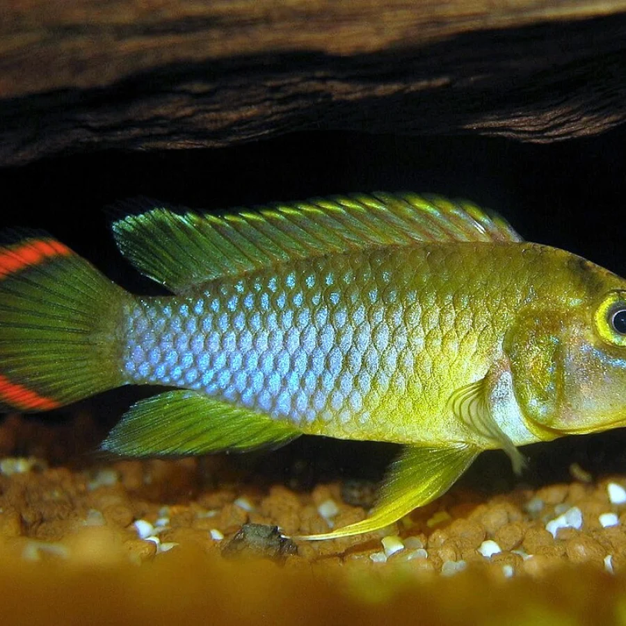 Apistogramma