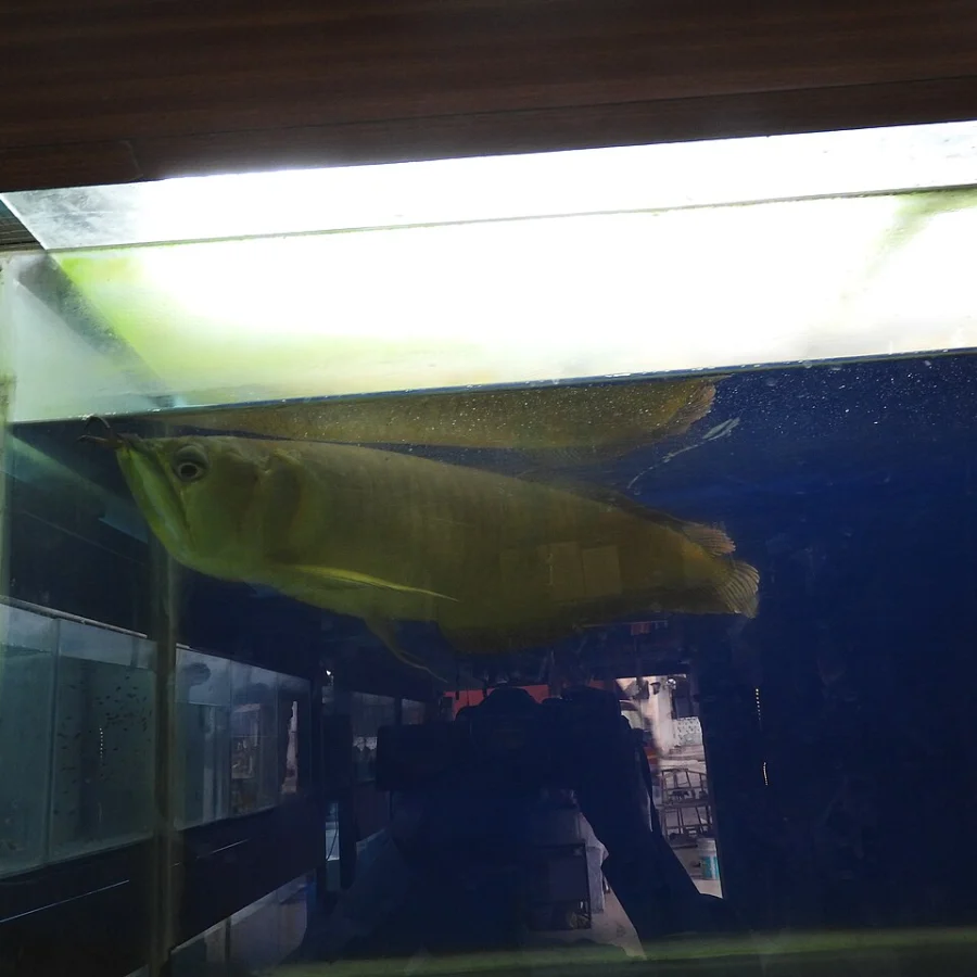 Arowana