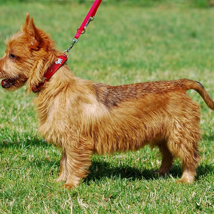 Australian Terrier