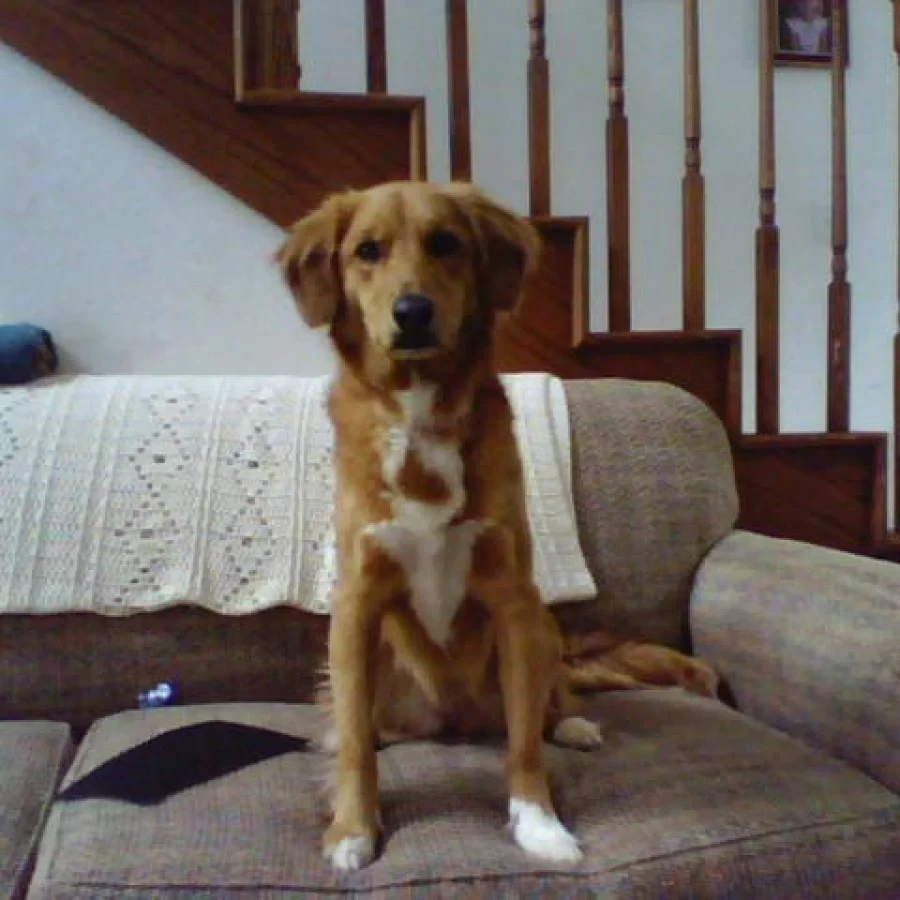 Beagle