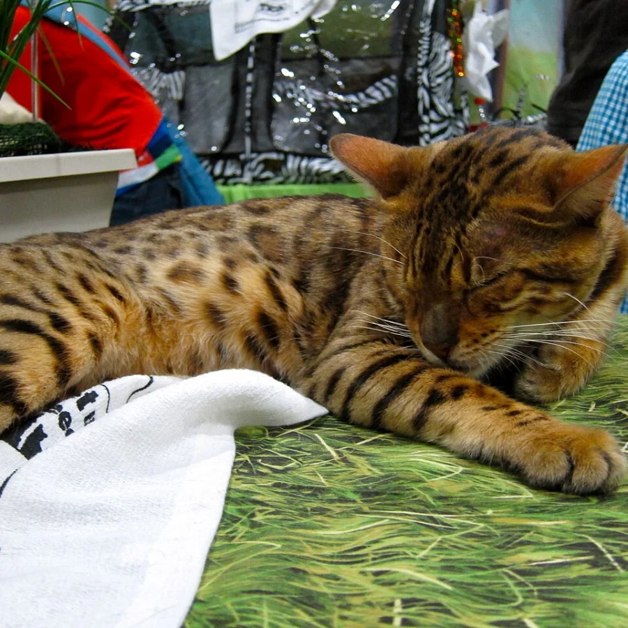 Bengal
