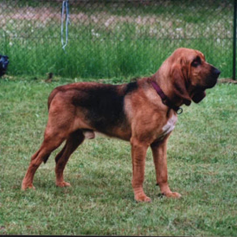 Bloodhound