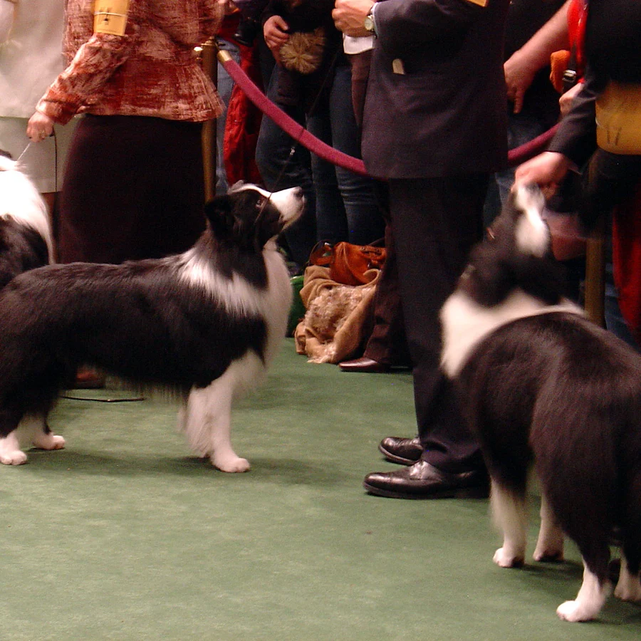 Border Collie