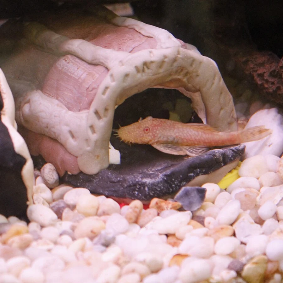 Bristlenose Pleco