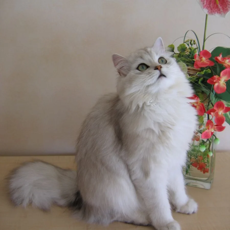 British Longhair
