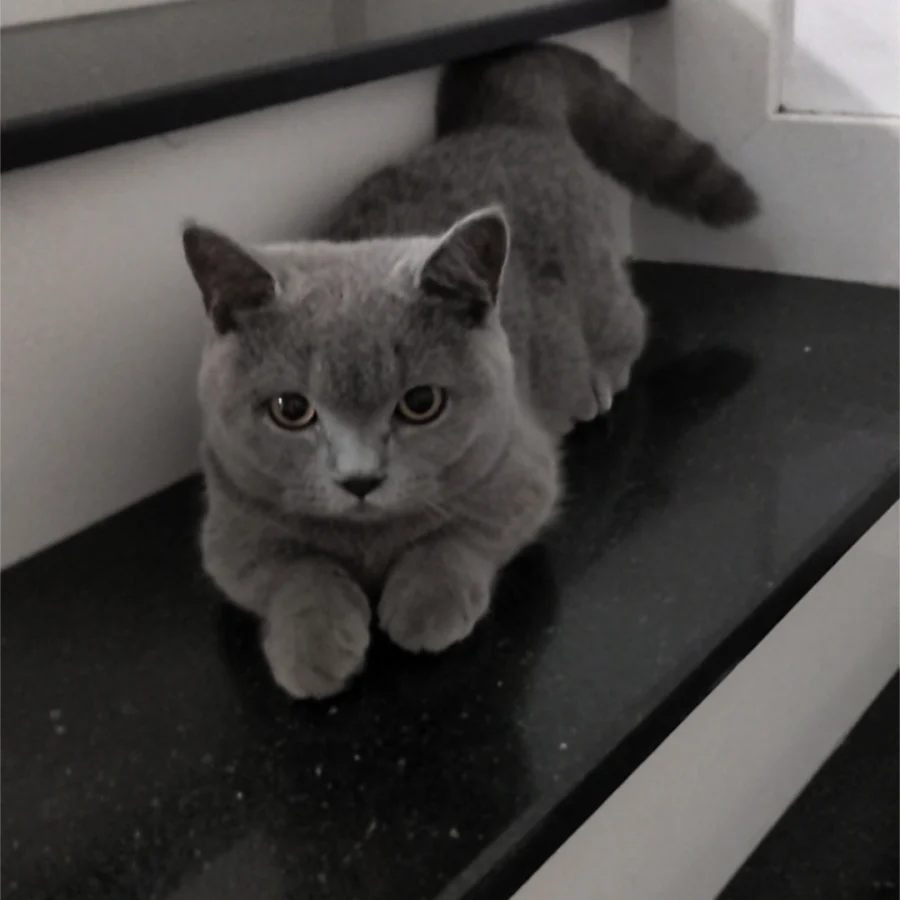 British Shorthair