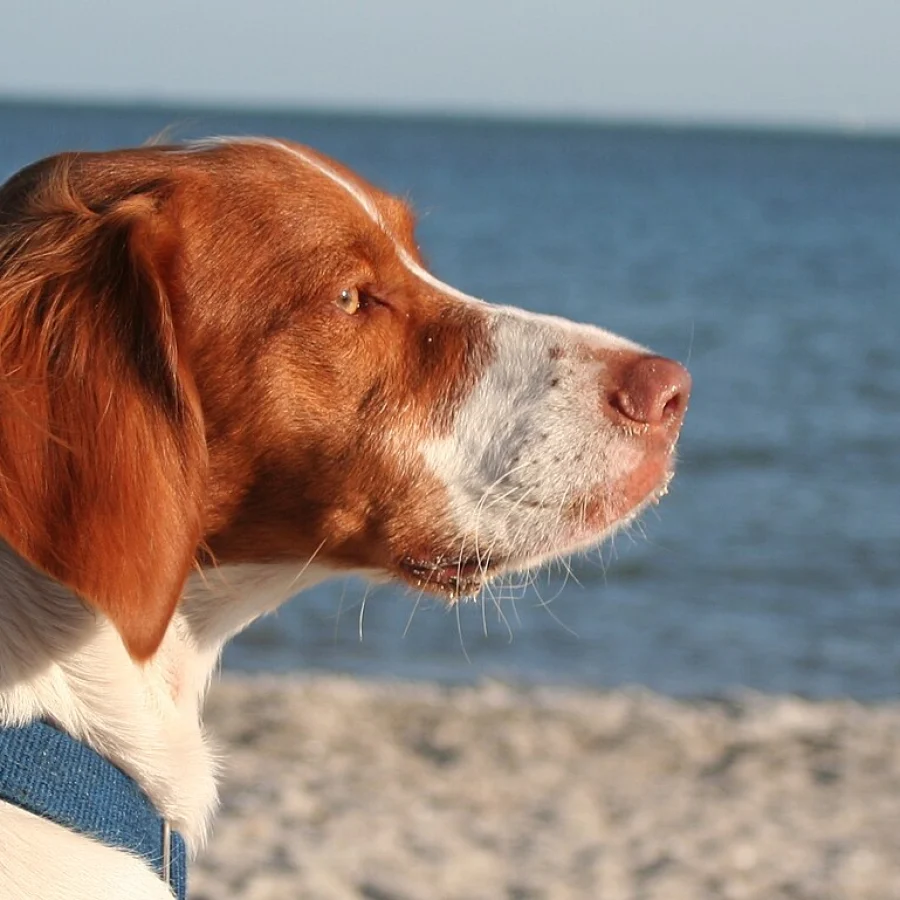 Brittany Spaniel