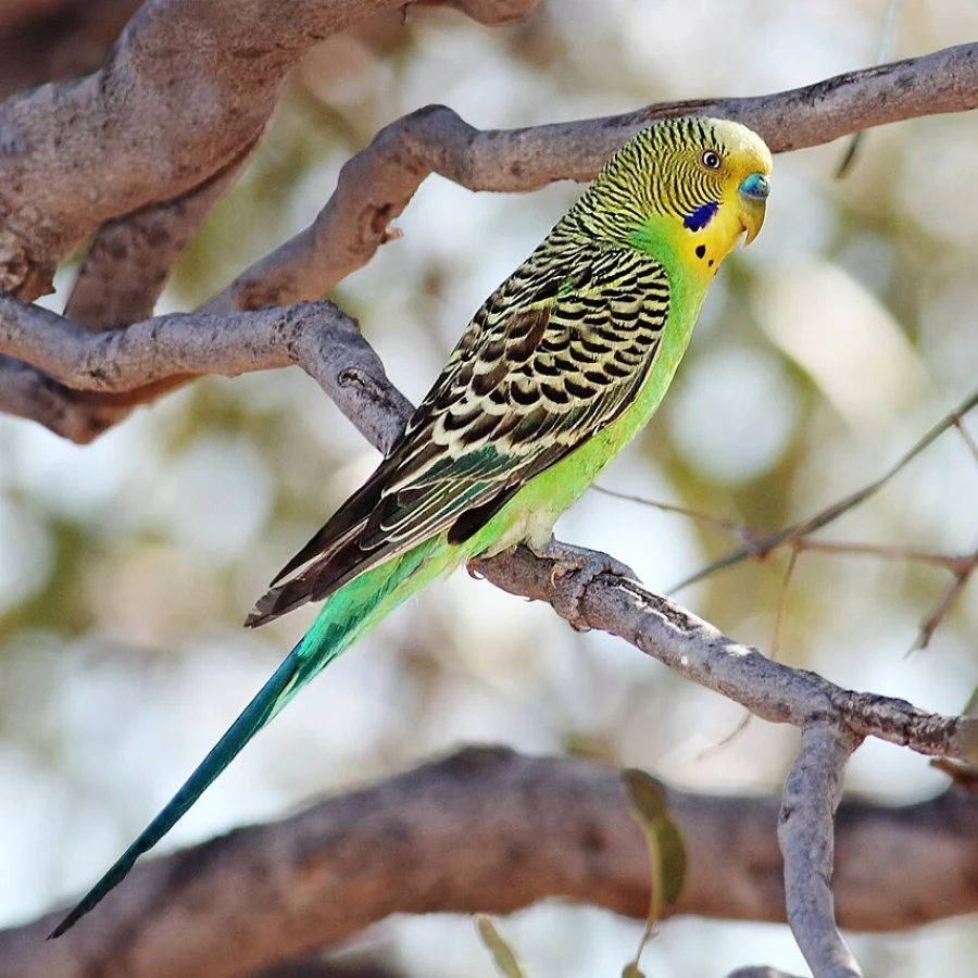 Budgerigar