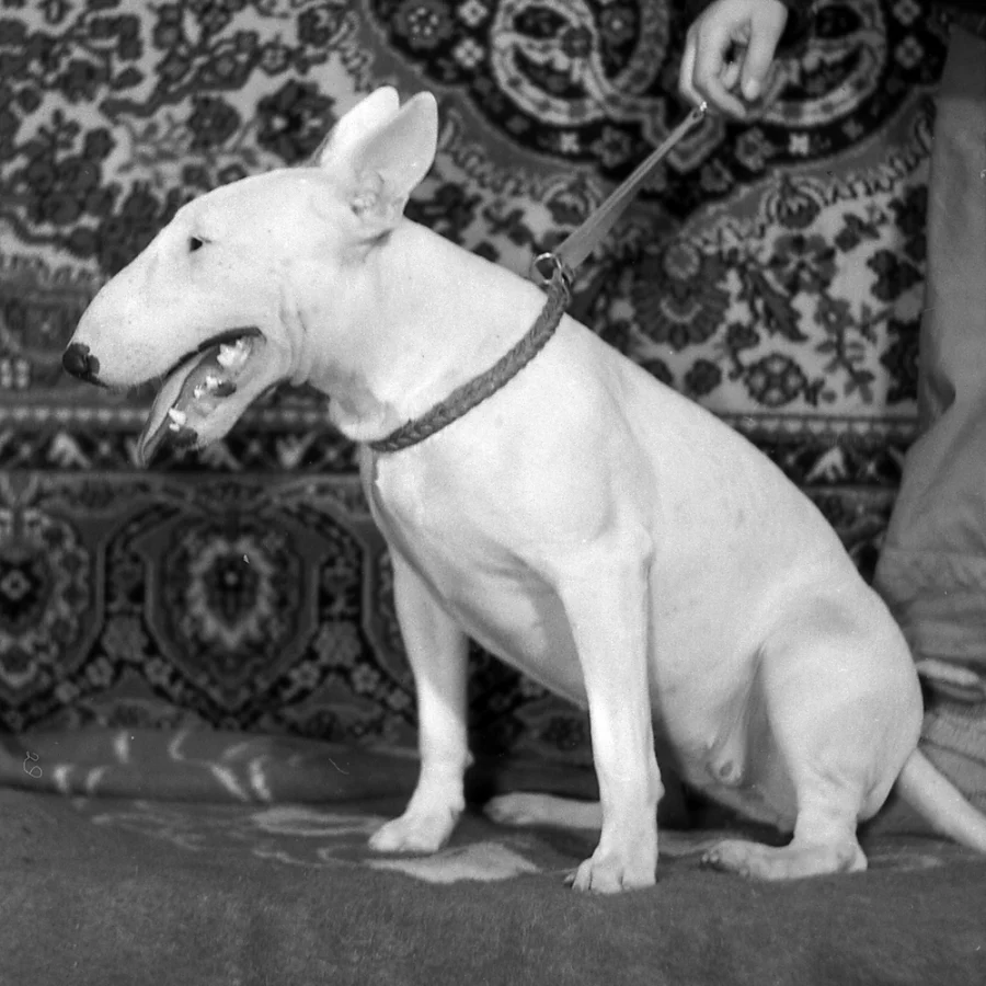 Bull Terrier
