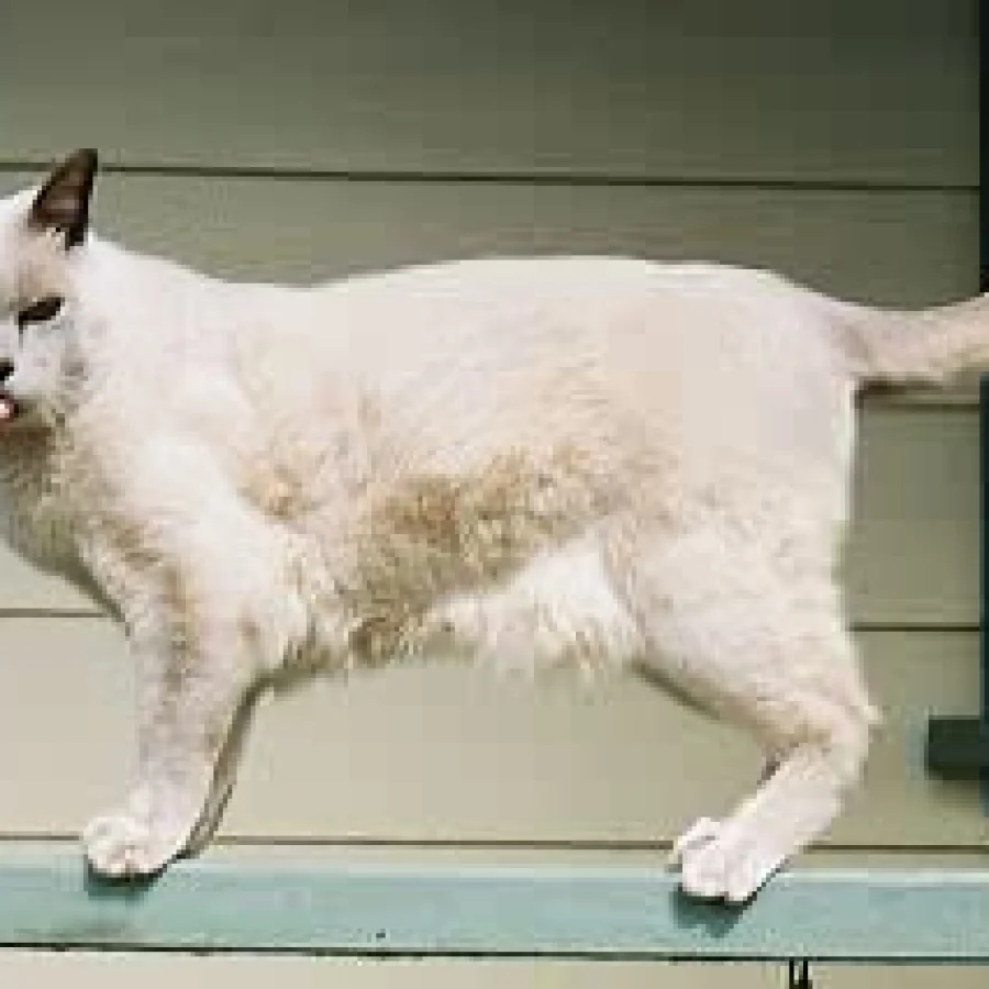 Burmese