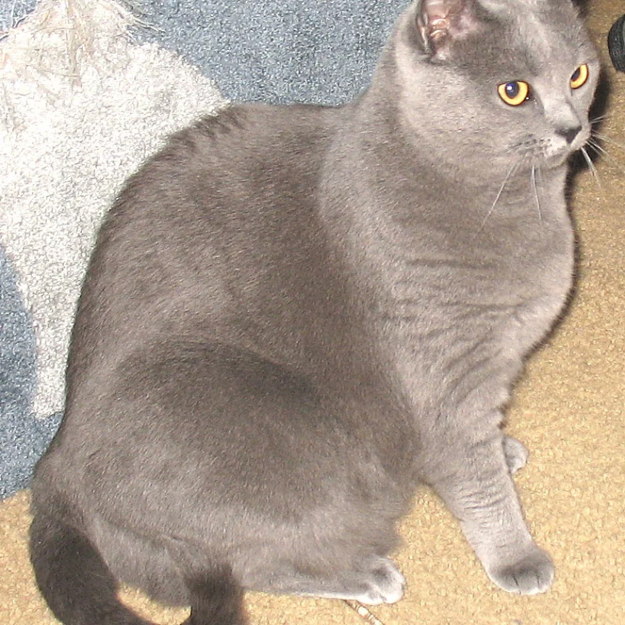 Chartreux