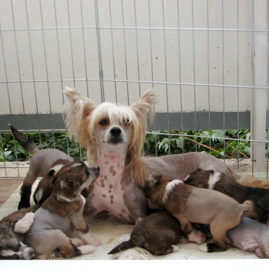 Chinese Crested