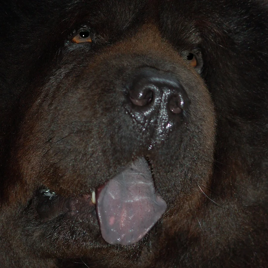 Chow Chow