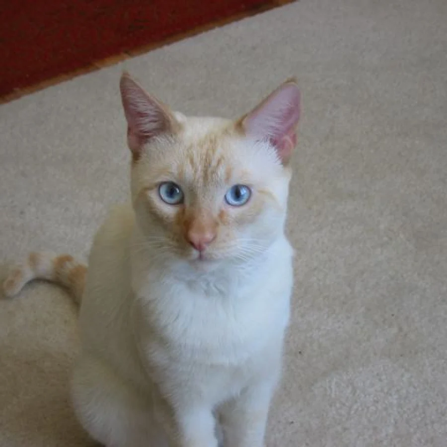 Colorpoint Shorthair