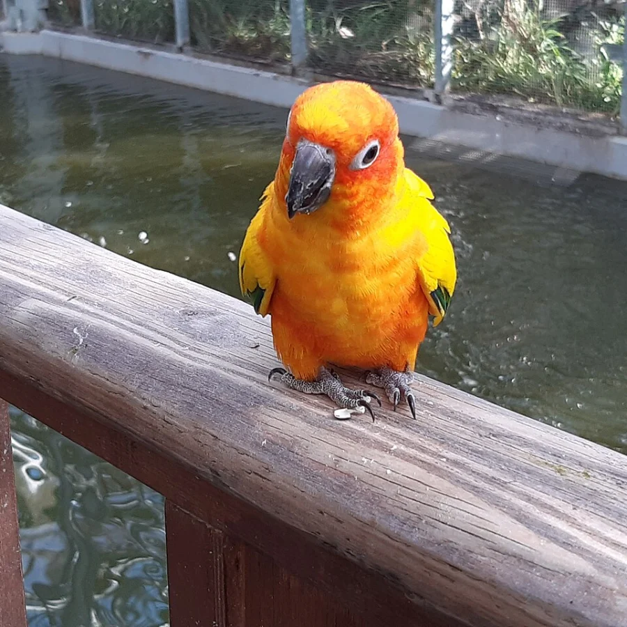 Conure