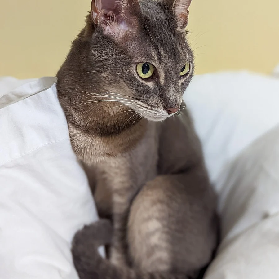 Cornish Rex