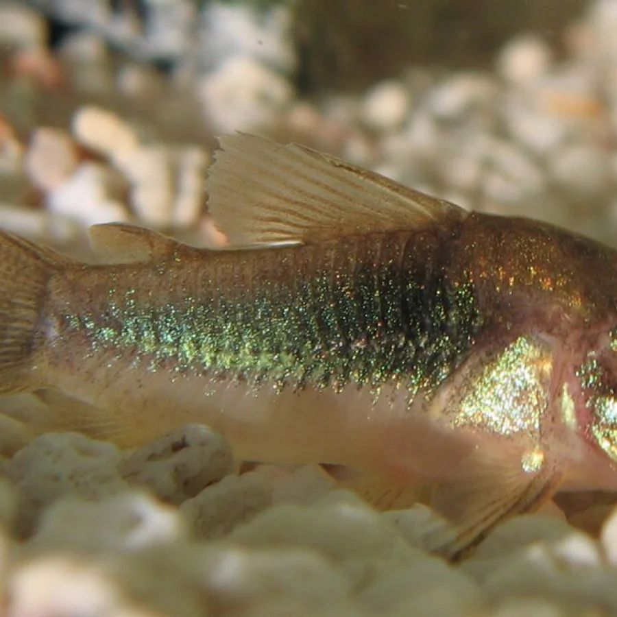 Corydoras
