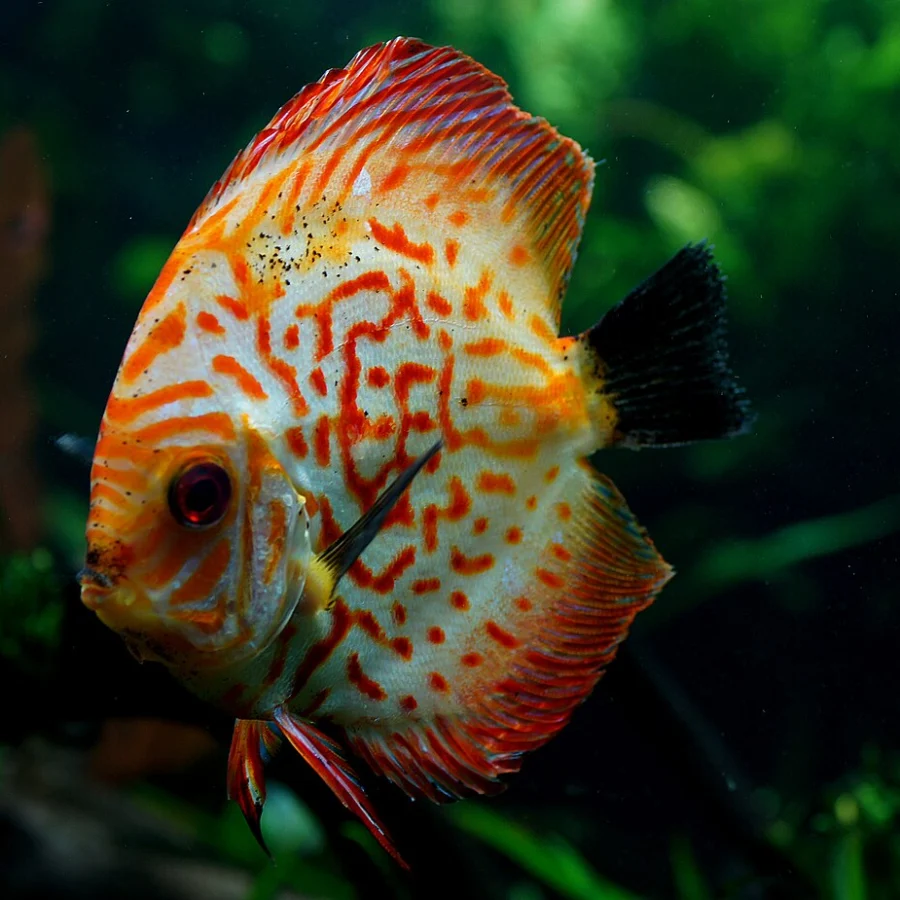 Discus