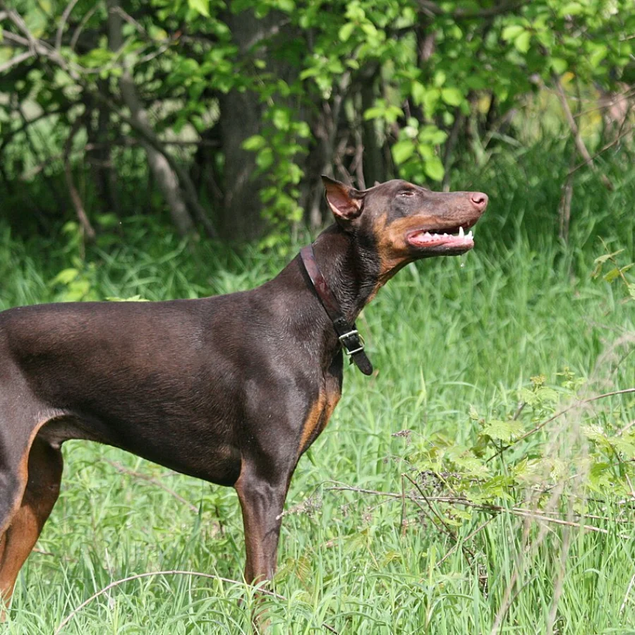Doberman Pinscher