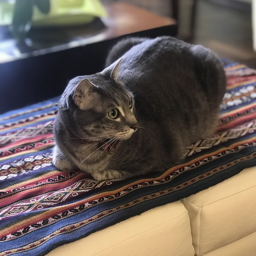 Egyptian Mau