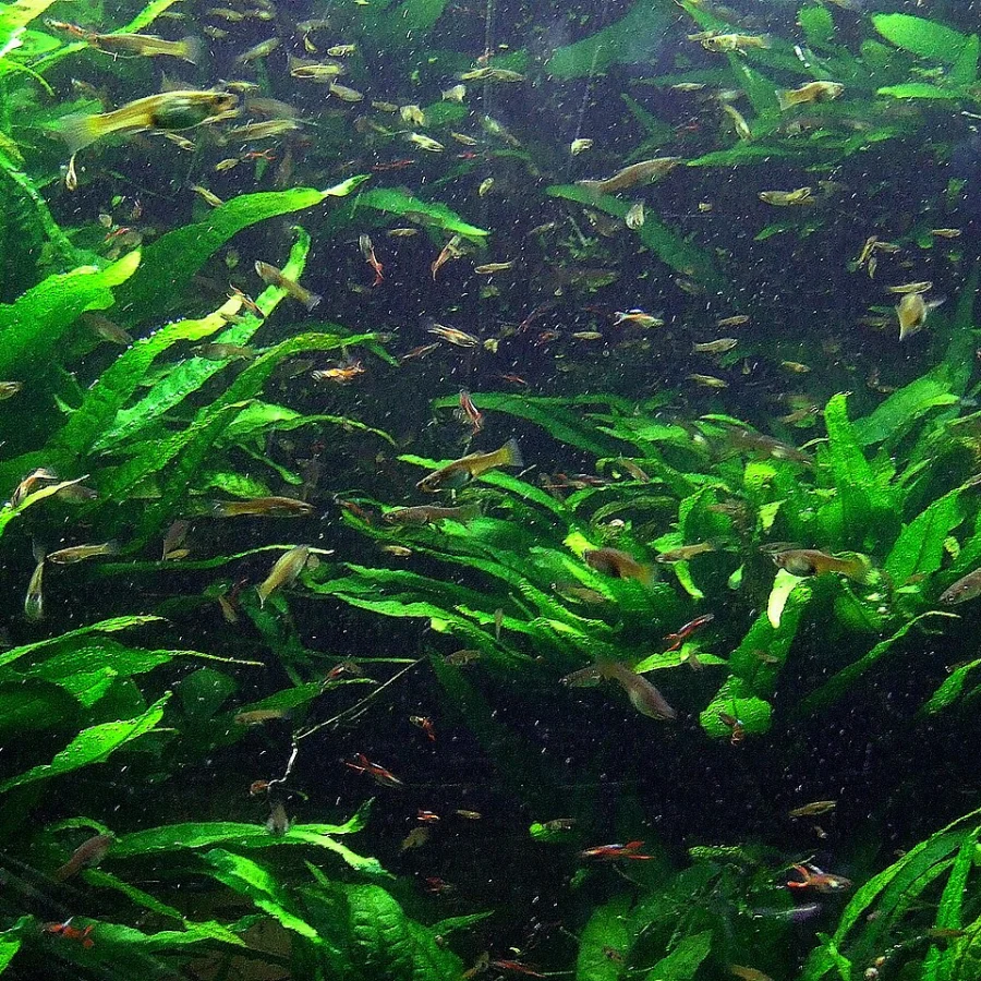 Endler Lepistes