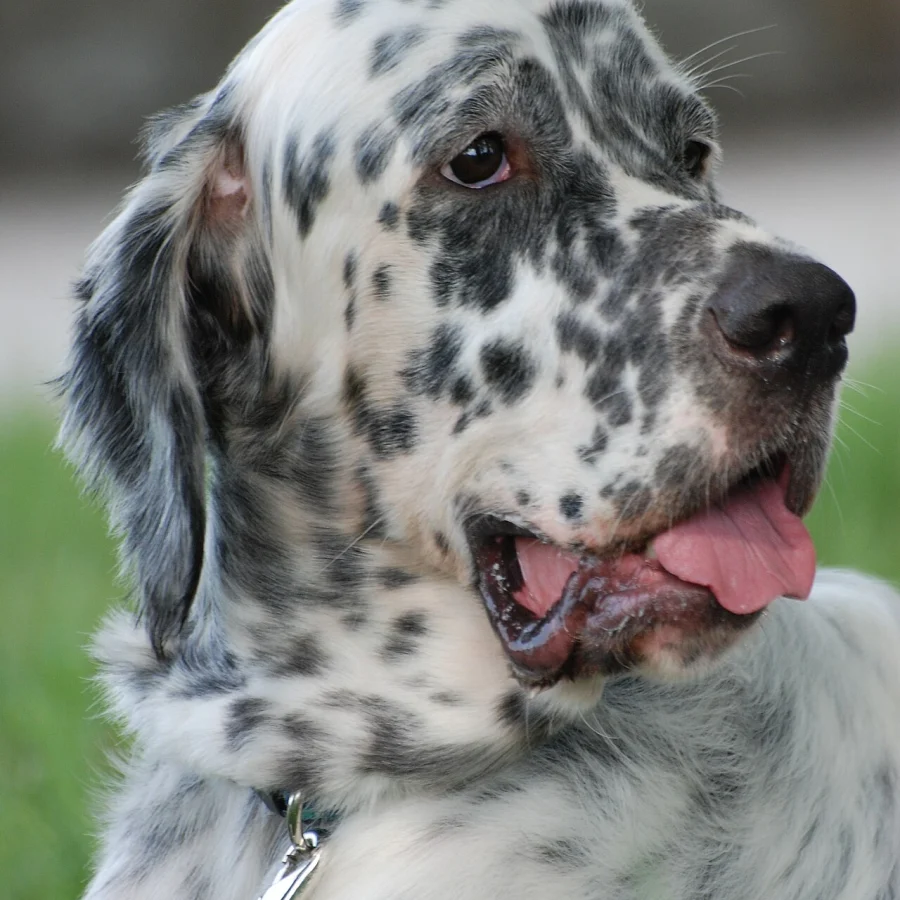 English Setter