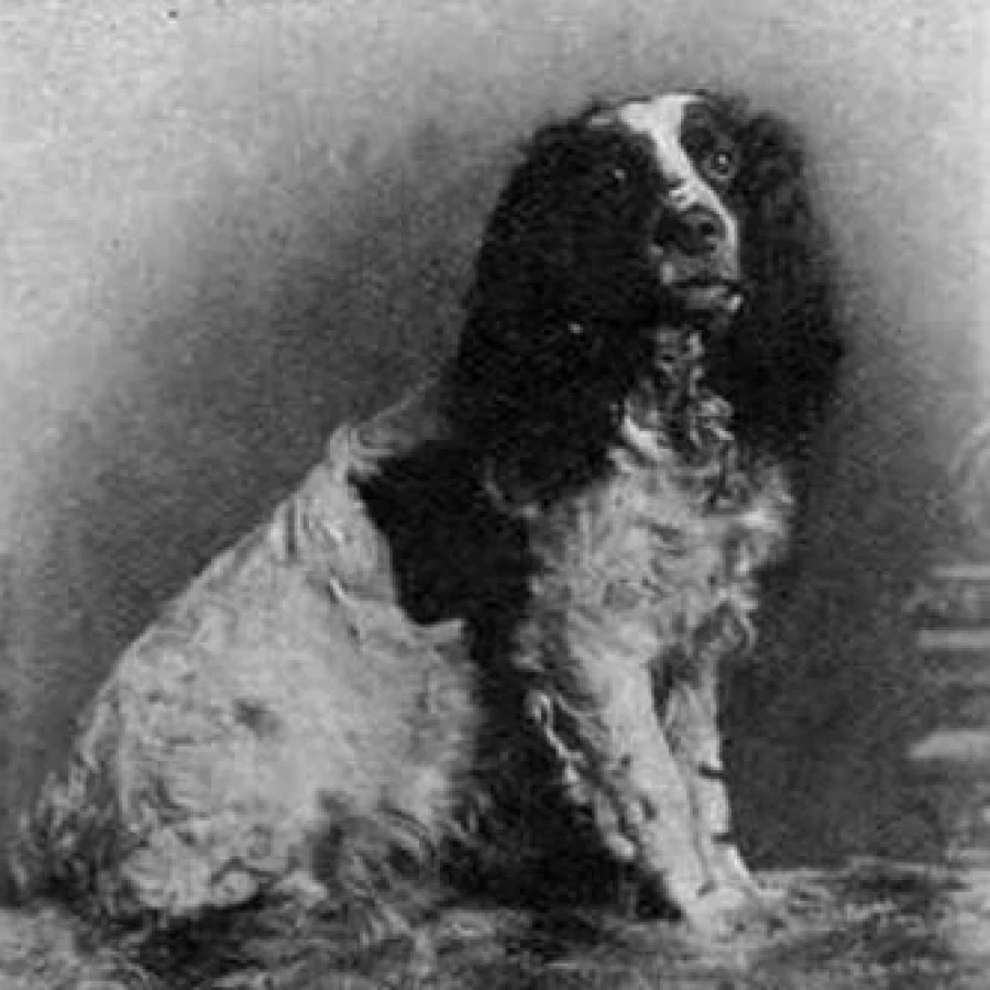 English Springer Spaniel