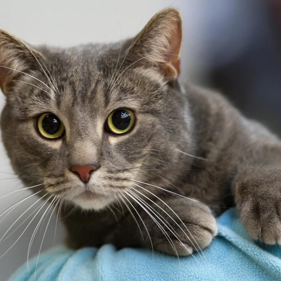 European Shorthair