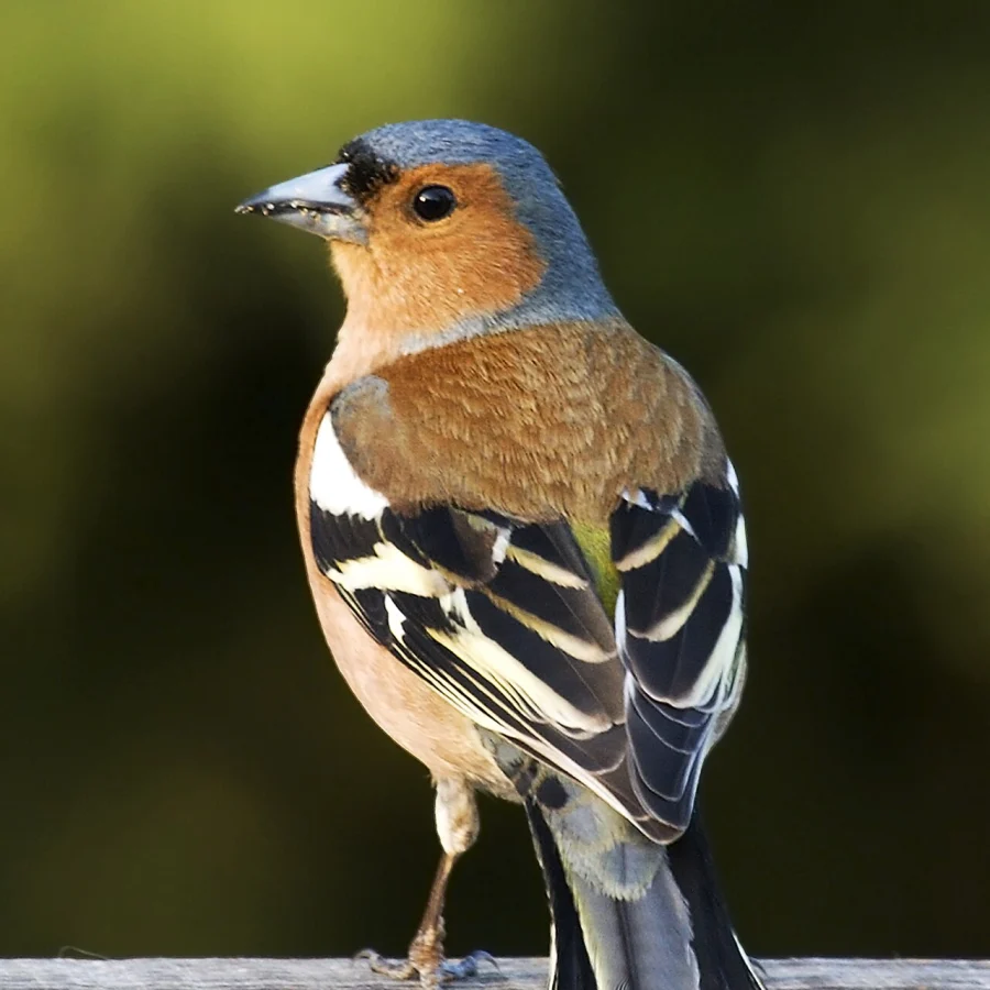 Finch