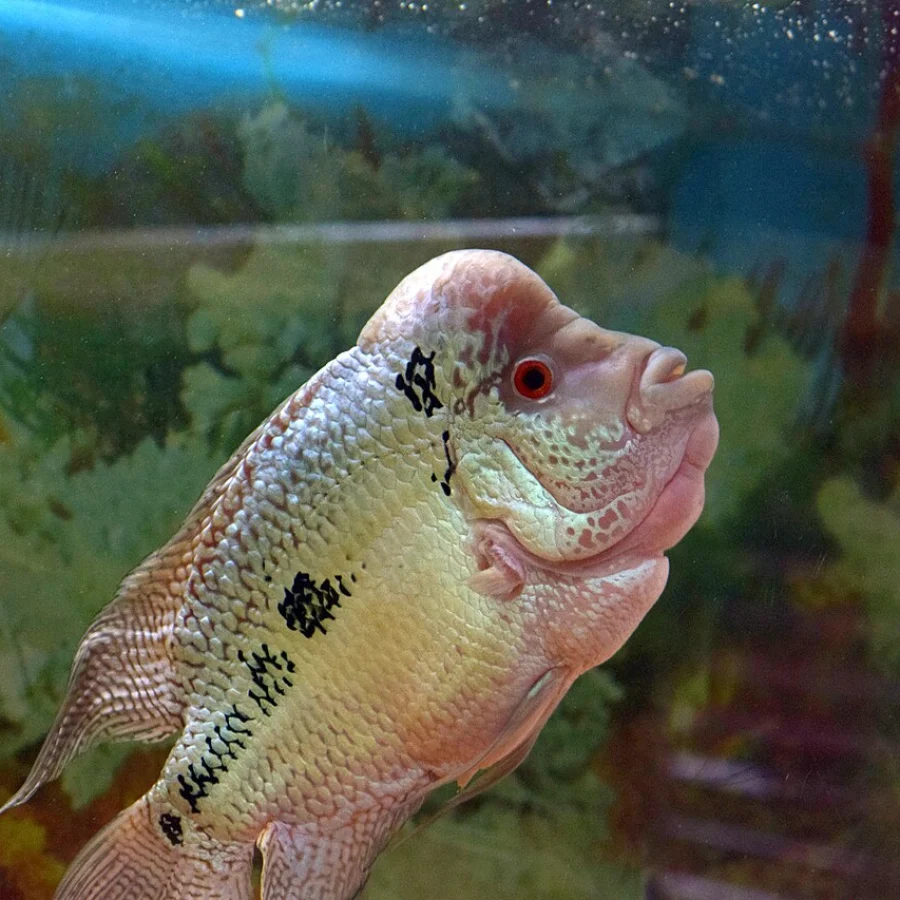 Flowerhorn