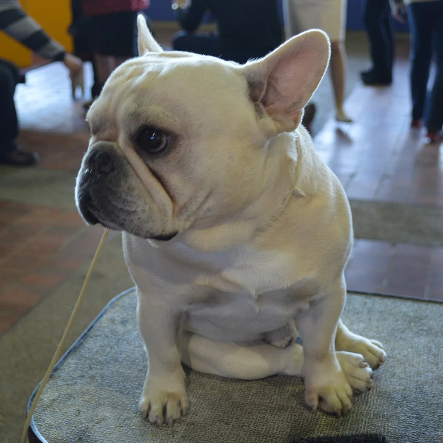 French Bulldog