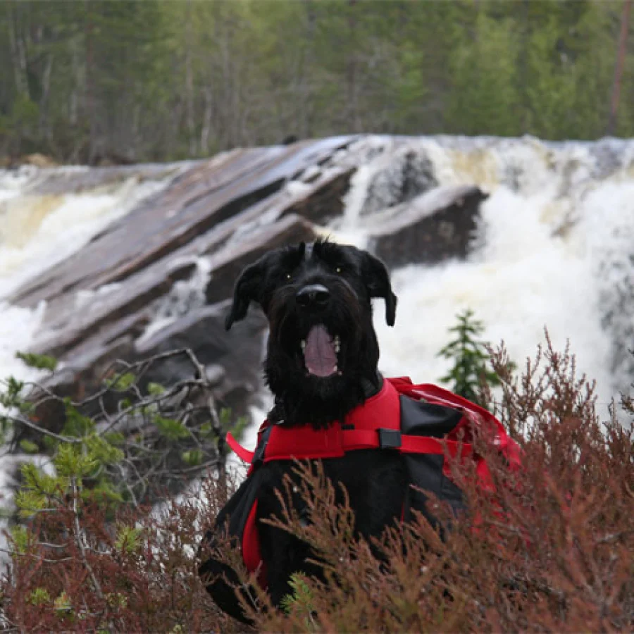 Giant Schnauzer