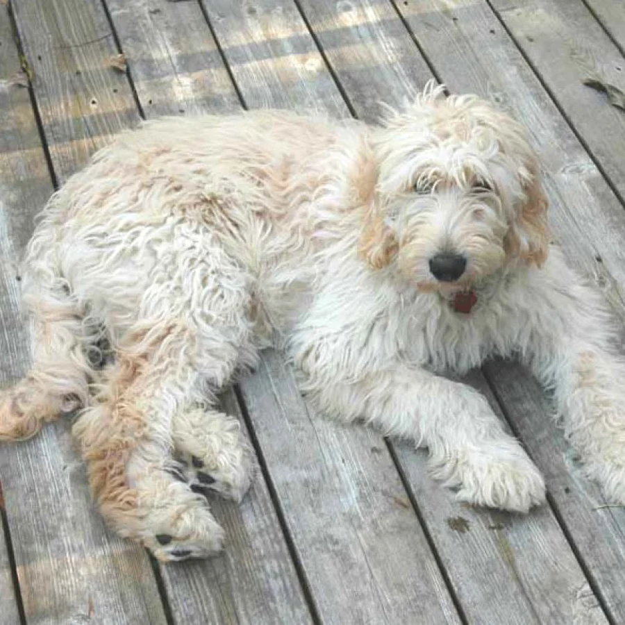 Goldendoodle