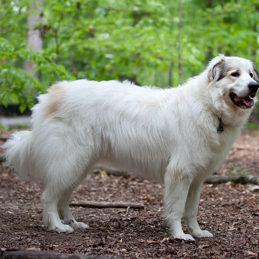 Great Pyrenees