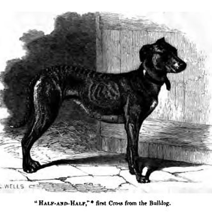 Greyhound