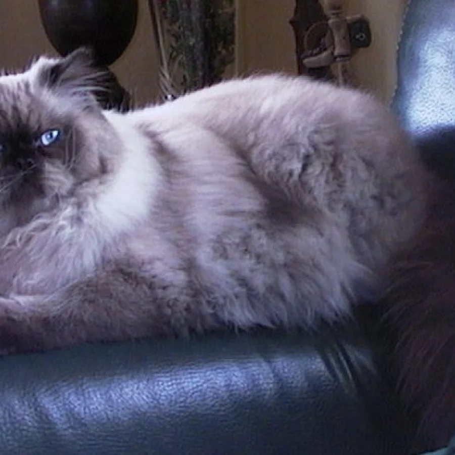 Himalayan