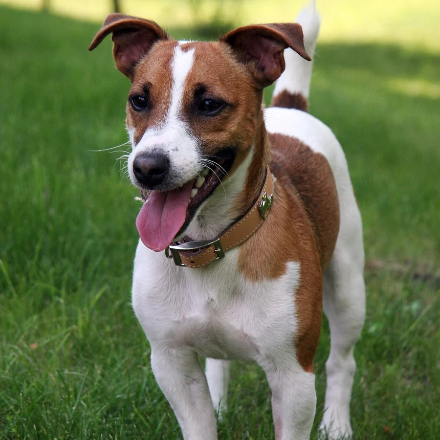 Jack Russell Terrier
