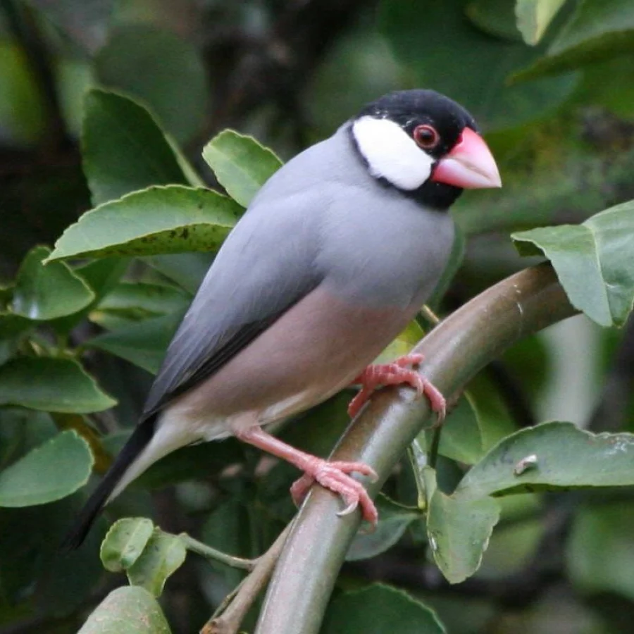 Java Finch