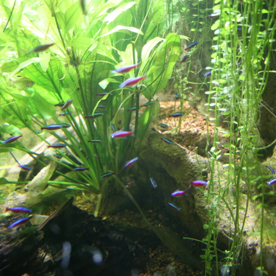 Kardinal Tetra