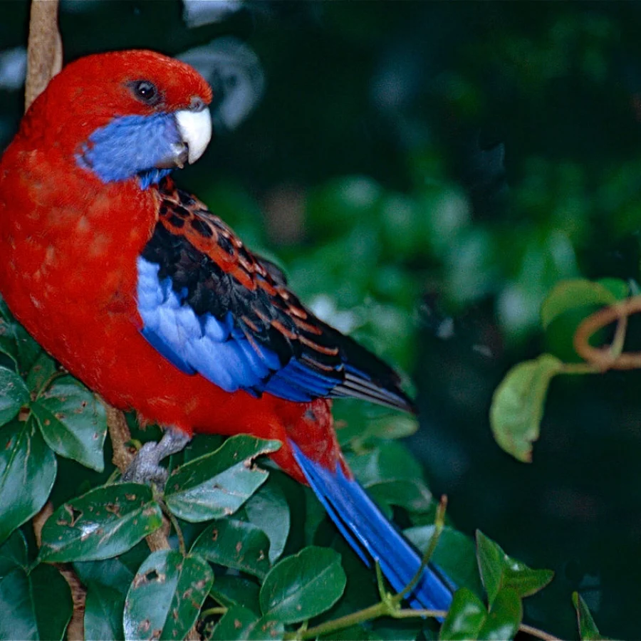 Kızıl Rosella